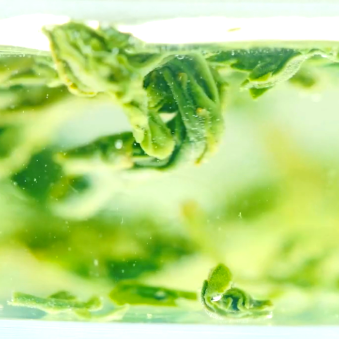 松永浩二ureshino tea PV主演作